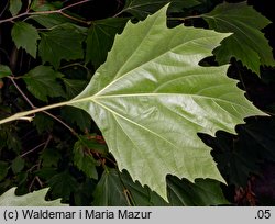 Platanus ×hispanica (platan klonolistny)