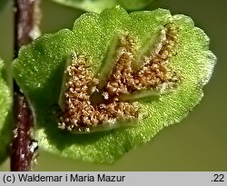 Asplenium trichomanes (zanokcica skalna)