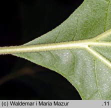 Platanus ×hispanica (platan klonolistny)