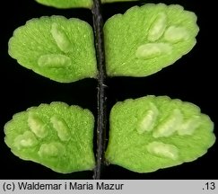 Asplenium trichomanes (zanokcica skalna)