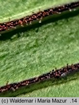 Asplenium scolopendrium (języcznik zwyczajny)