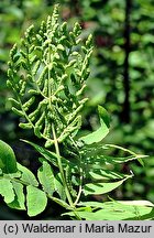 Osmunda regalis (długosz królewski)