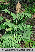 Osmunda regalis (długosz królewski)