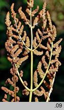 Osmunda regalis (długosz królewski)