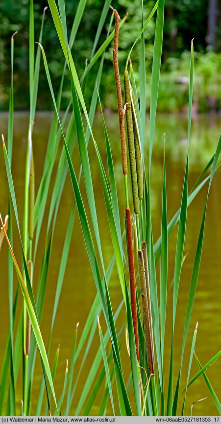 Typha angustifolia (pałka wąskolistna)