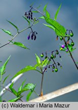 Solanum dulcamara (psianka słodkogórz)