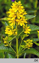 Lysimachia vulgaris (tojeść pospolita)