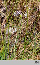 Anthericum ramosum (pajęcznica gałęzista)