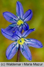 Scilla sibirica orth.var. (cebulica syberyjska)