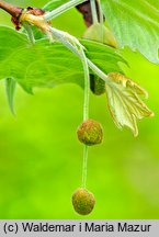 Platanus ×hispanica (platan klonolistny)