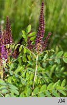 Amorpha fruticosa (amorfa krzewiasta)