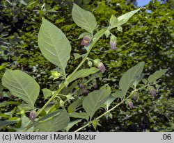 Atropa bella-donna (pokrzyk wilcza jagoda)