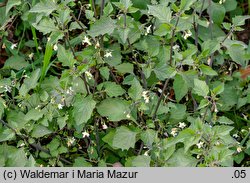 Solanum alatum (psianka skrzydlata)