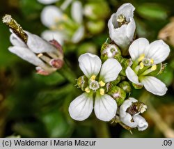 Cardamine hirsuta (rzeżucha włochata)