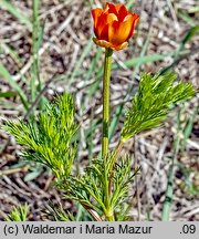 Adonis aestivalis (miłek letni)