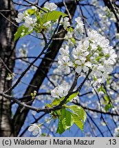 Cerasus avium (wiśnia ptasia)