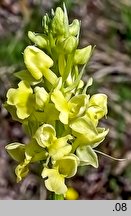 Orchis pallens (storczyk blady)