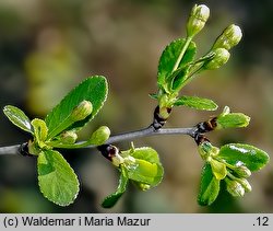 Cerasus fruticosa (wiśnia karłowata)