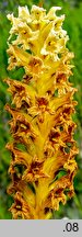 Orobanche lutea (zaraza czerwonawa)