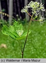 Actaea spicata (czerniec gronkowy)