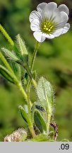 Cerastium alpinum (rogownica alpejska)