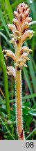 Orobanche bartlingii (zaraza Bartlinga)