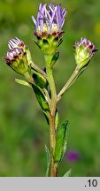 Aster amellus (aster gawędka)