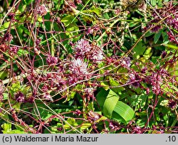 Cuscuta epithymum ssp. epithymum (kanianka macierzankowa)