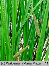 Acorus calamus (tatarak zwyczajny)