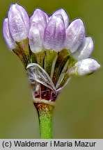 Allium senescens ssp. montanum (czosnek skalny)