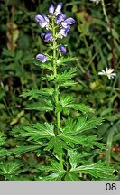 Aconitum firmum (tojad mocny)