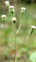 Erigeron acris (przymiotno ostre)