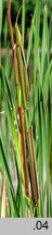 Typha angustifolia (pałka wąskolistna)