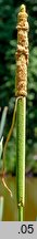 Typha latifolia (pałka szerokolistna)