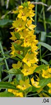 Lysimachia punctata (tojeść kropkowana)