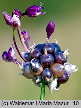 Allium vineale (czosnek winnicowy)