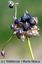 Allium vineale (czosnek winnicowy)