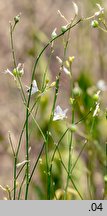 Anthericum ramosum (pajęcznica gałęzista)