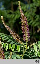 Amorpha fruticosa (amorfa krzewiasta)