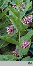 Asclepias syriaca (trojeść amerykańska)