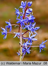 Scilla bifolia (cebulica dwulistna)