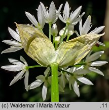 Allium ursinum (czosnek niedźwiedzi)