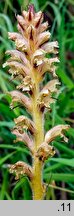 Orobanche bartlingii (zaraza Bartlinga)