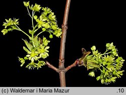 Acer platanoides (klon pospolity)