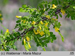 Caragana arborescens (karagana syberyjska)