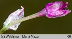 Allium vineale (czosnek winnicowy)