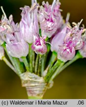 Allium senescens ssp. montanum (czosnek skalny)