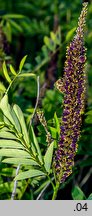 Amorpha fruticosa (amorfa krzewiasta)