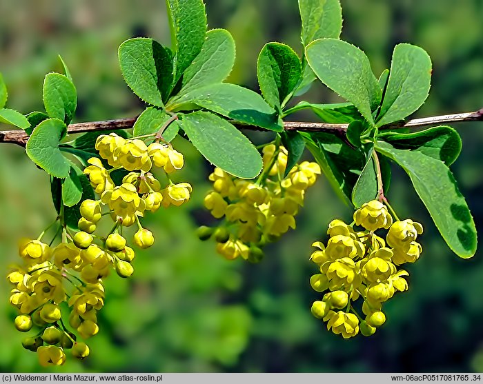 Berberis vulgaris (berberys zwyczajny)