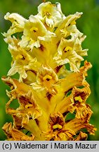 Orobanche lutea (zaraza czerwonawa)